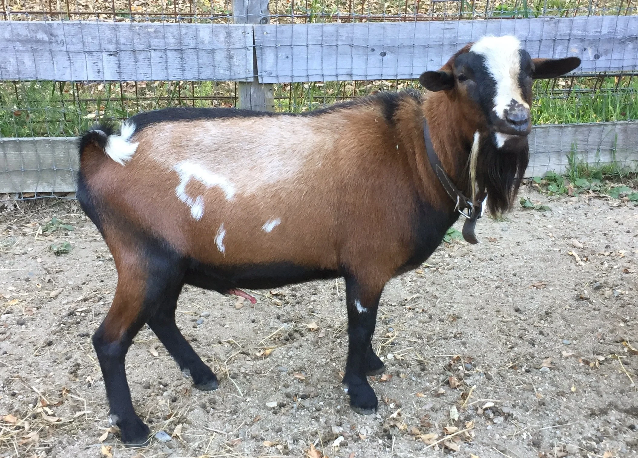 Old Mountain Farm Stag Knight — Old Mountain Farm